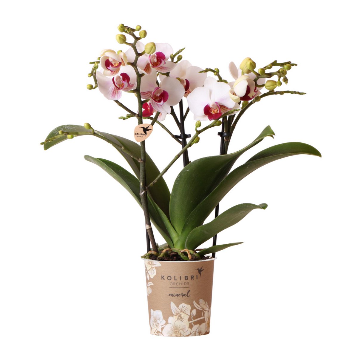 Witte Phalaenopsis orchidee Ø9 cm 2-3 takken