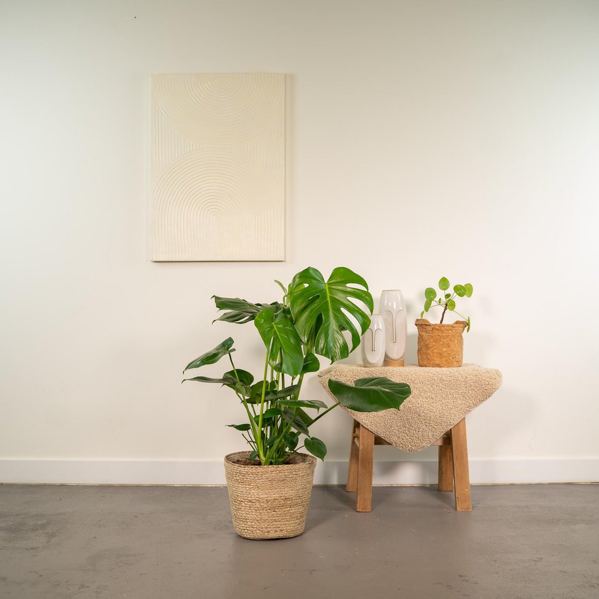 Monstera Deliciosa kamerplant 80cm pot Ø21cm met mand