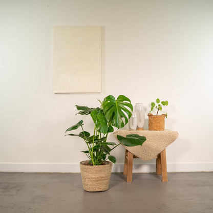 Monstera Deliciosa kamerplant 80cm pot Ø21cm met mand