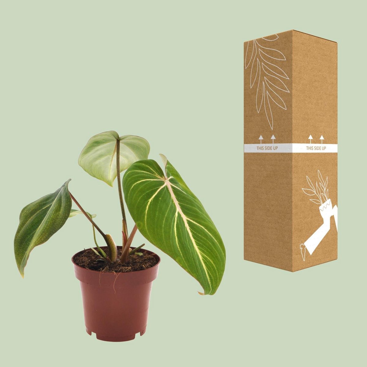 Kamerplant Philodendron Selloum Atom Ø12cm 25cm