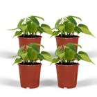 Philodendron Scandens Brasil - 4 pieces - ø12cm - ↕15cm