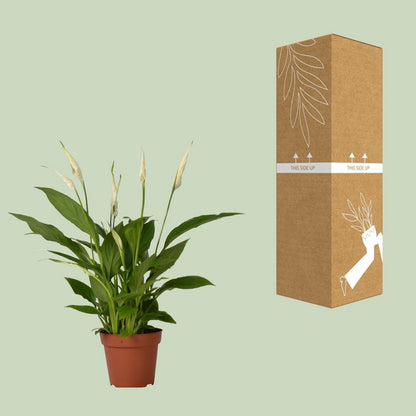 Lepelplant Spathiphyllum Ø12 cm 45 cm