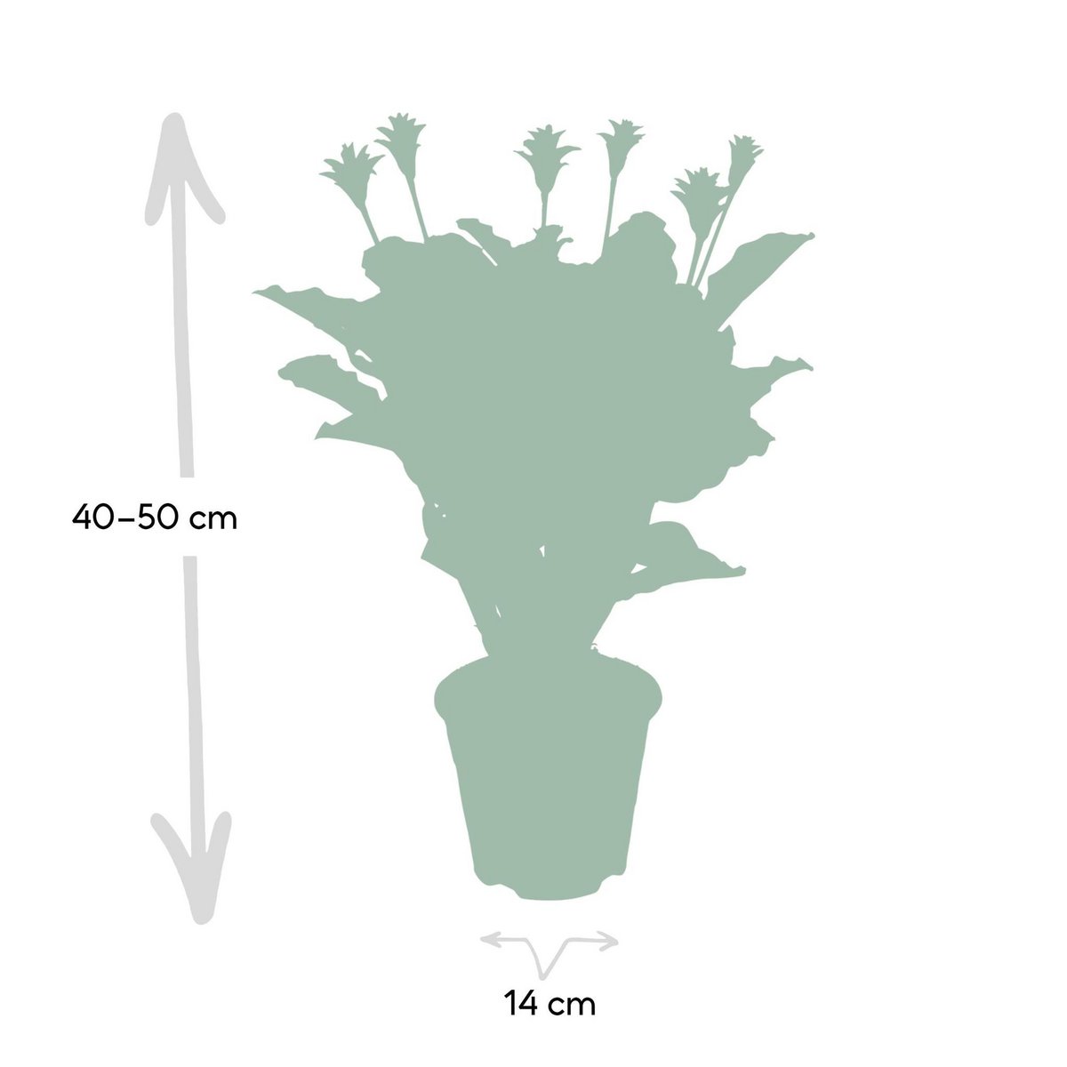Kamerplant Calathea Crocata pauwenplant potmaat 14cm