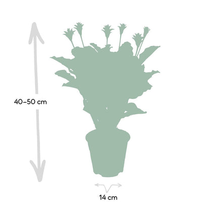 Kamerplant Calathea Crocata pauwenplant potmaat 14cm