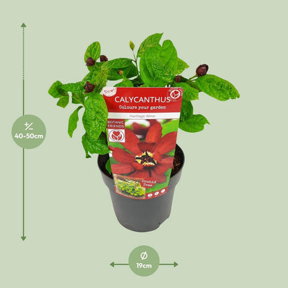 Calycanthus struik 19 cm pot karmijnrood