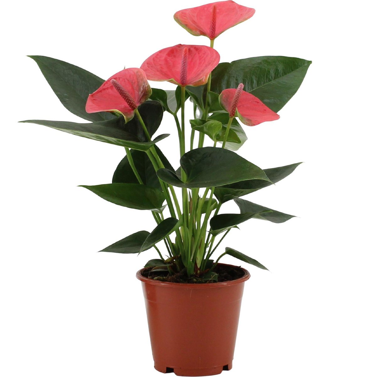 Anthurium Sweet Dream in transparante mouw - Ø12cm - ↕36cm