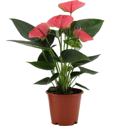 Anthurium Sweet Dream in transparante mouw - Ø12cm - ↕36cm