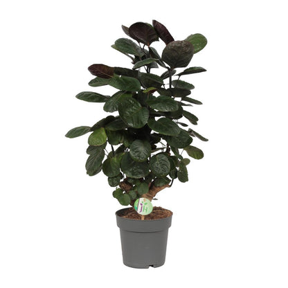 Kamerplant Polyscias Scutellaria Fabian Ø19cm ↕75cm