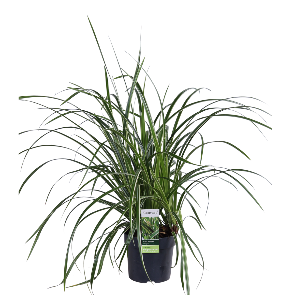 Siergras Carex Morrowii 'Ice Dance' Ø14cm 30cm