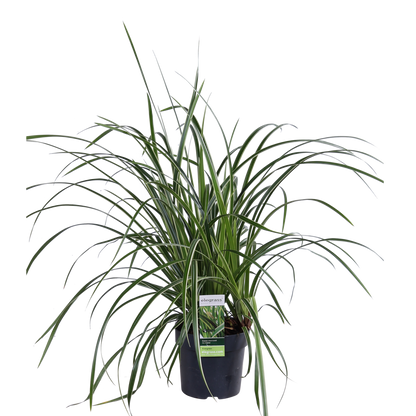 Siergras Carex Morrowii 'Ice Dance' Ø14cm 30cm