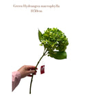 Artificial flowers Hydrangea Macrophylla Green | Silk artificial flower | Length 50 1pcs