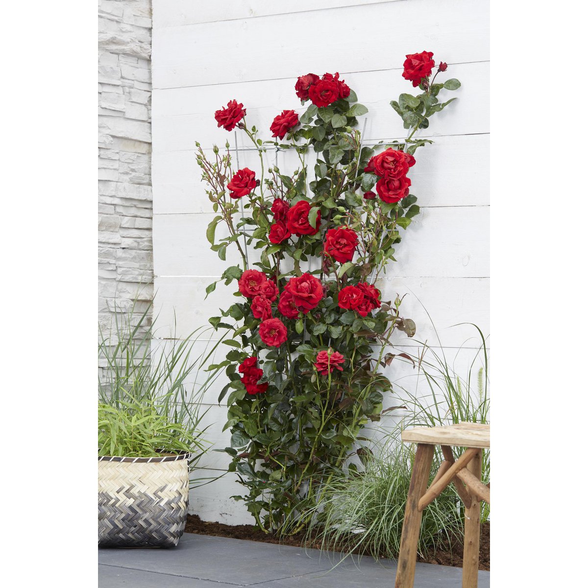 Roos 'Crazy In Love' rood Ø15cm ↕65cm