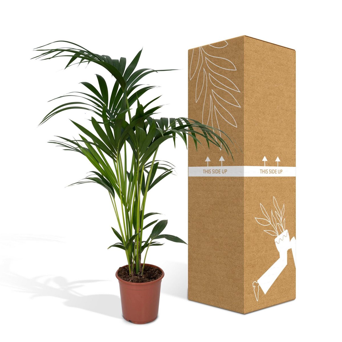Howea Forsteriana | [P19-H100]