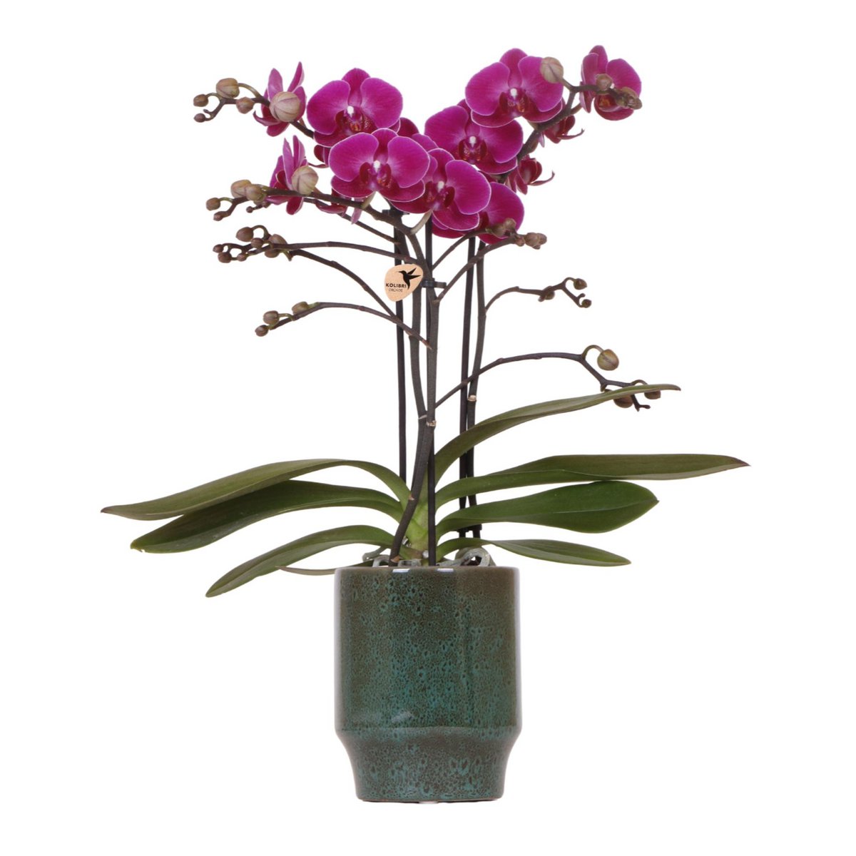 Paarse Phalaenopsis Orchidee in Keramieke Groene Sierpot (Ø9cm)