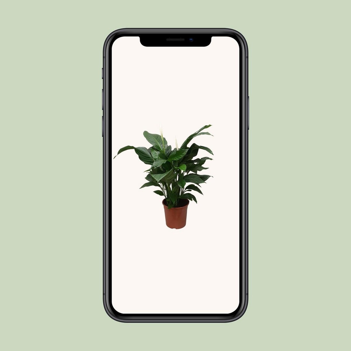 Vredeslelie Spathiphyllum Sweet Silvana 80 cm pot 24 cm