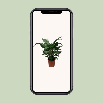 Vredeslelie Spathiphyllum Sweet Silvana 80 cm pot 24 cm