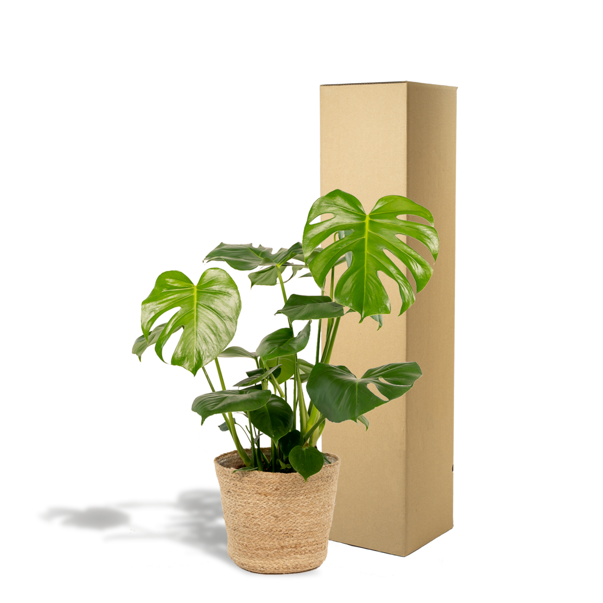 Monstera Deliciosa kamerplant 80cm pot Ø21cm met mand