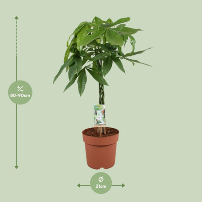 Kamerplant Pachira Aquatica Ø21x90 cm