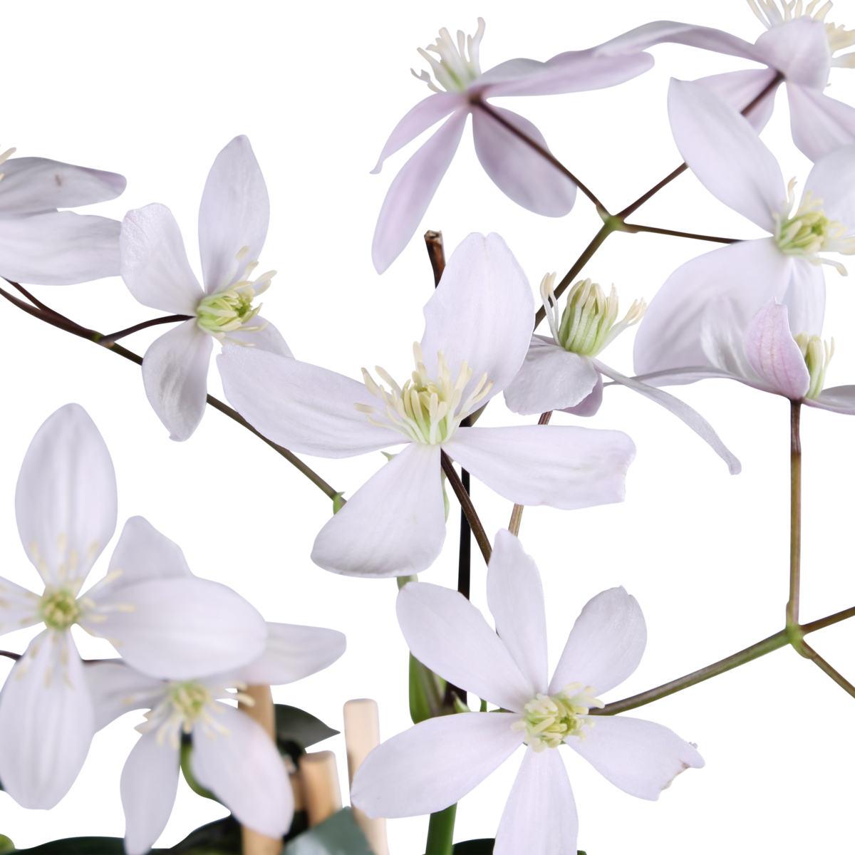 Clematis armandii Apple Blossom - Groenblijvende Clematis Lichtroze - Ø15cm - ↕65cm