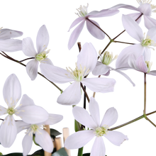 Clematis armandii Apple Blossom klimplant 65cm roze