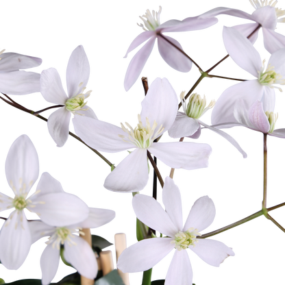 Clematis armandii Apple Blossom - Groenblijvende Clematis Lichtroze - Ø15cm - ↕65cm