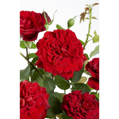 3x - Rose Crazy in love 'Red' - ↨65cm - Ø15