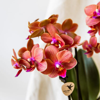 Oranje Bolzano Orchidee met Star Fish Sierpot Ø9cm