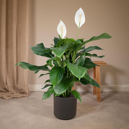 Lepelplant Spathiphyllum ø19cm ↕80cm