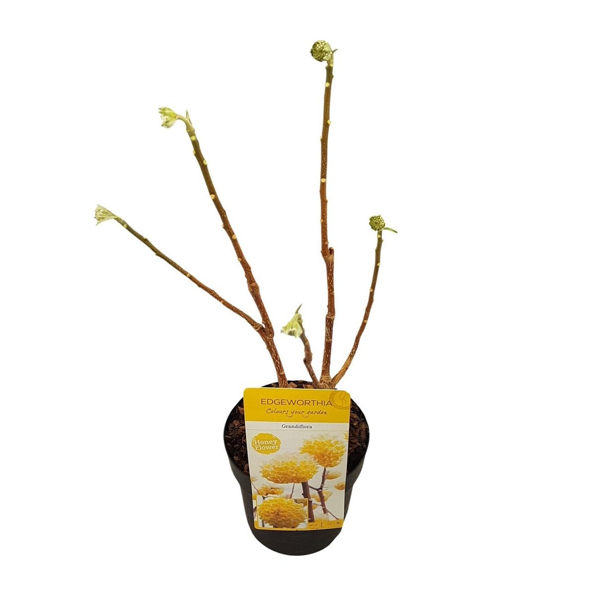 Edgeworthia -shirt. 'Grandiflora' - Ø19cm - ↕30cm