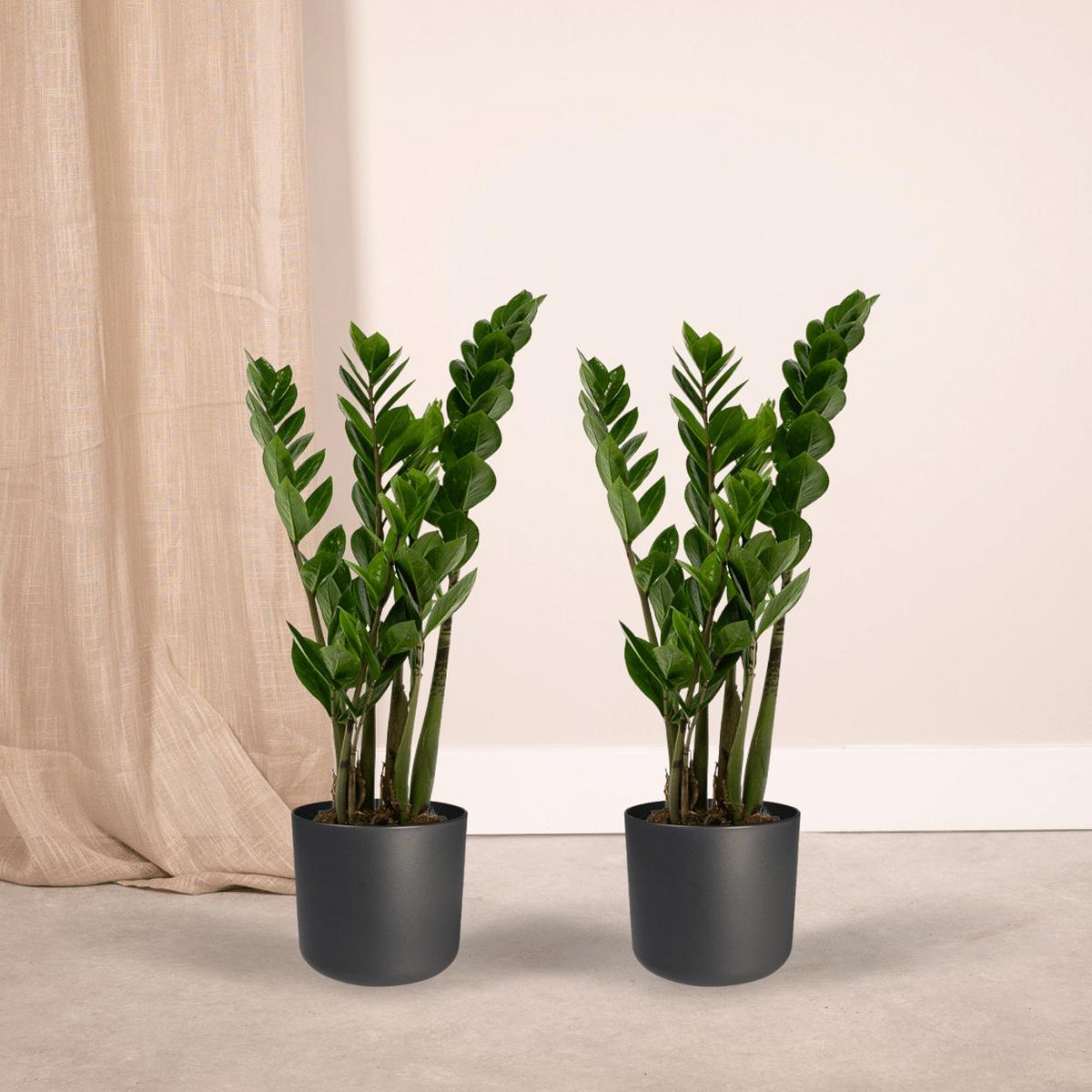 2x Zamioculcas Zamiifolia kamerplant ø14 cm 50 cm