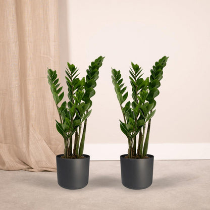2x Zamioculcas Zamiifolia kamerplant ø14 cm 50 cm