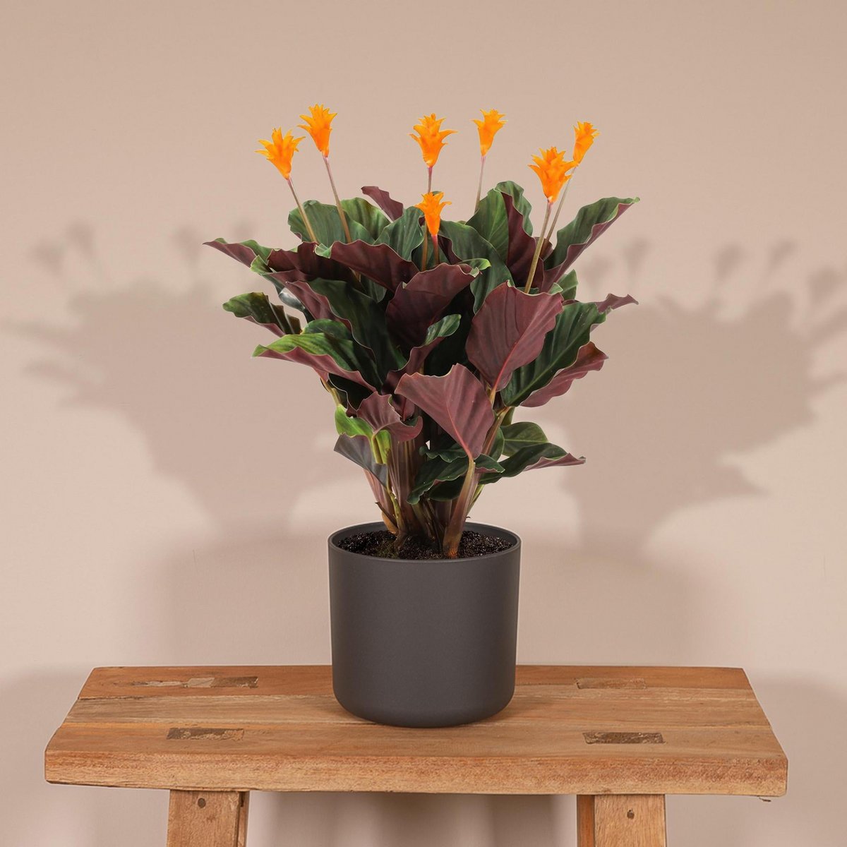 Kamerplant Calathea Crocata pauwenplant potmaat 14cm