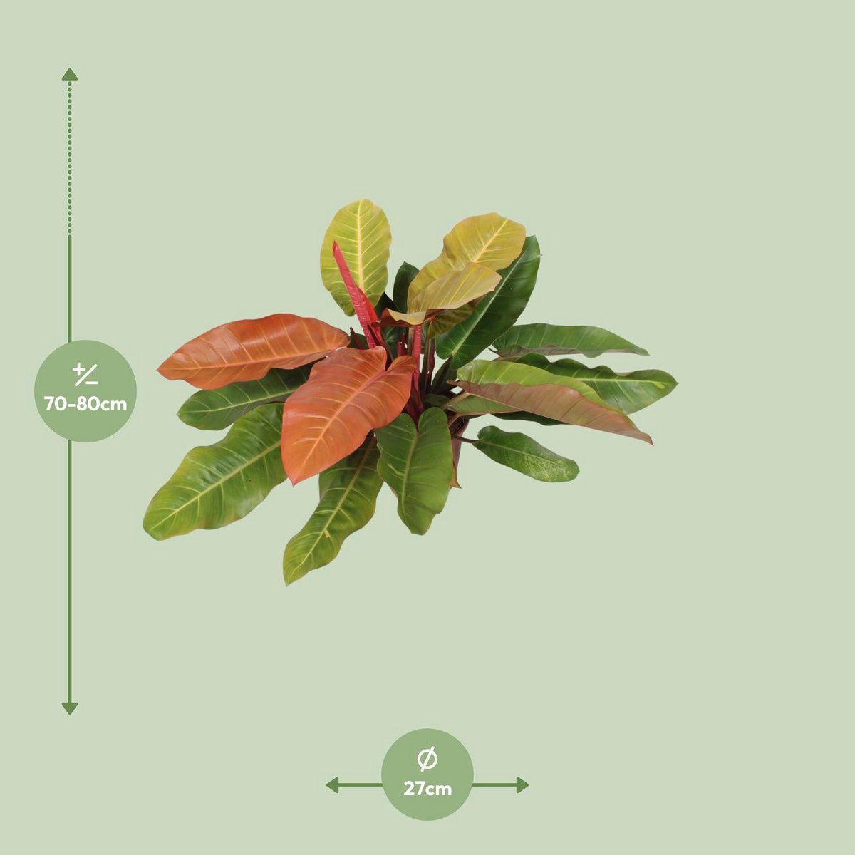 Philodendron Prince of Orange kamerplant oranje bladeren