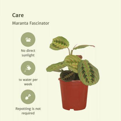2x Maranta Fascinator - Prayer Plant - 20cm - ø12