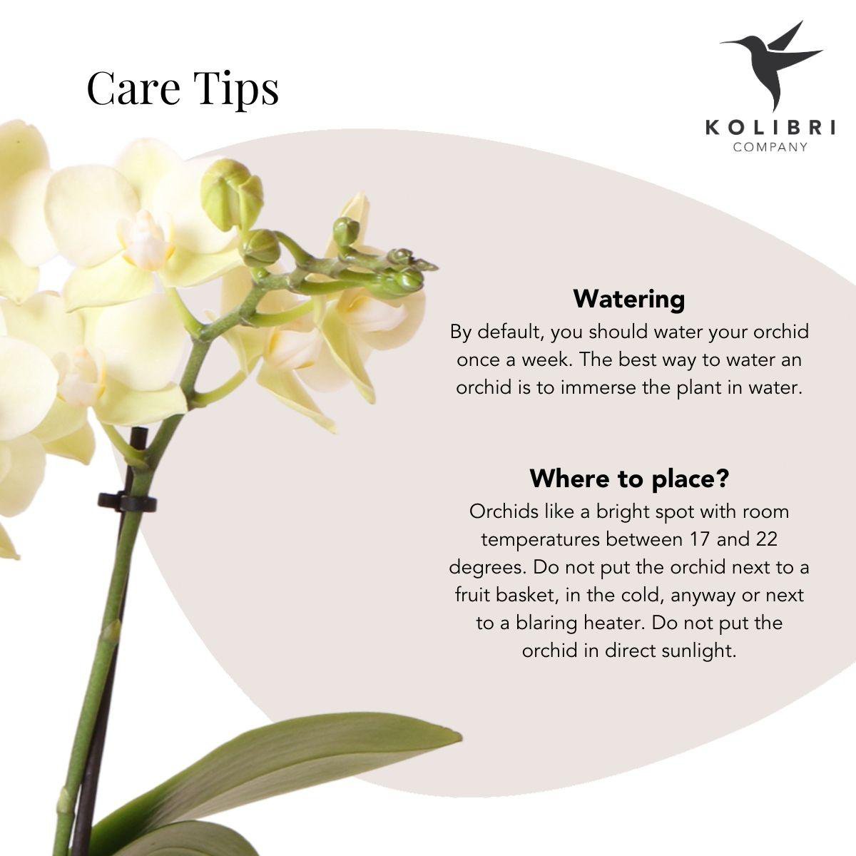 Bloeiende Gele Phalaenopsis Orchidee in Diabolo Pot Sand (Ø9cm)