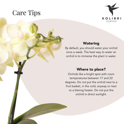 Bloeiende Gele Phalaenopsis Orchidee in Diabolo Pot Sand (Ø9cm)