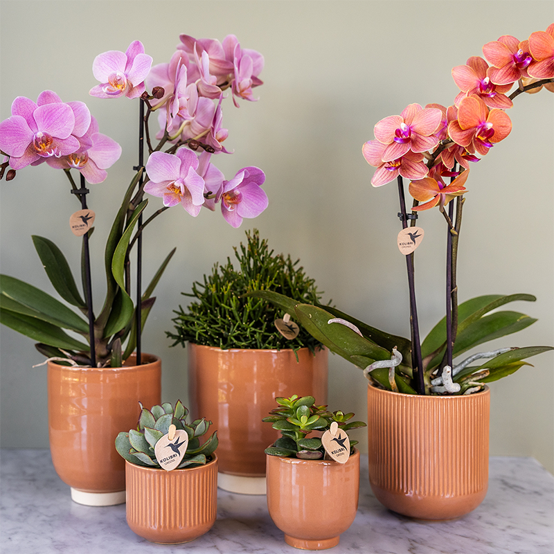 Set van 2 Oudroze Phalaenopsis Orchideeën | Bloeiende Kamerplanten Ø9cm