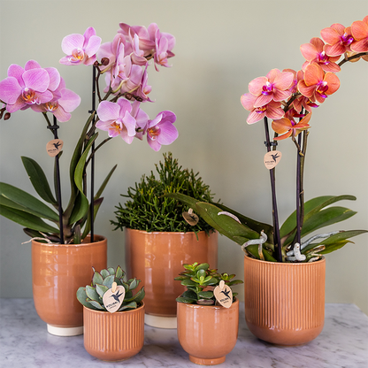 Set van 2 Oudroze Phalaenopsis Orchideeën | Bloeiende Kamerplanten Ø9cm