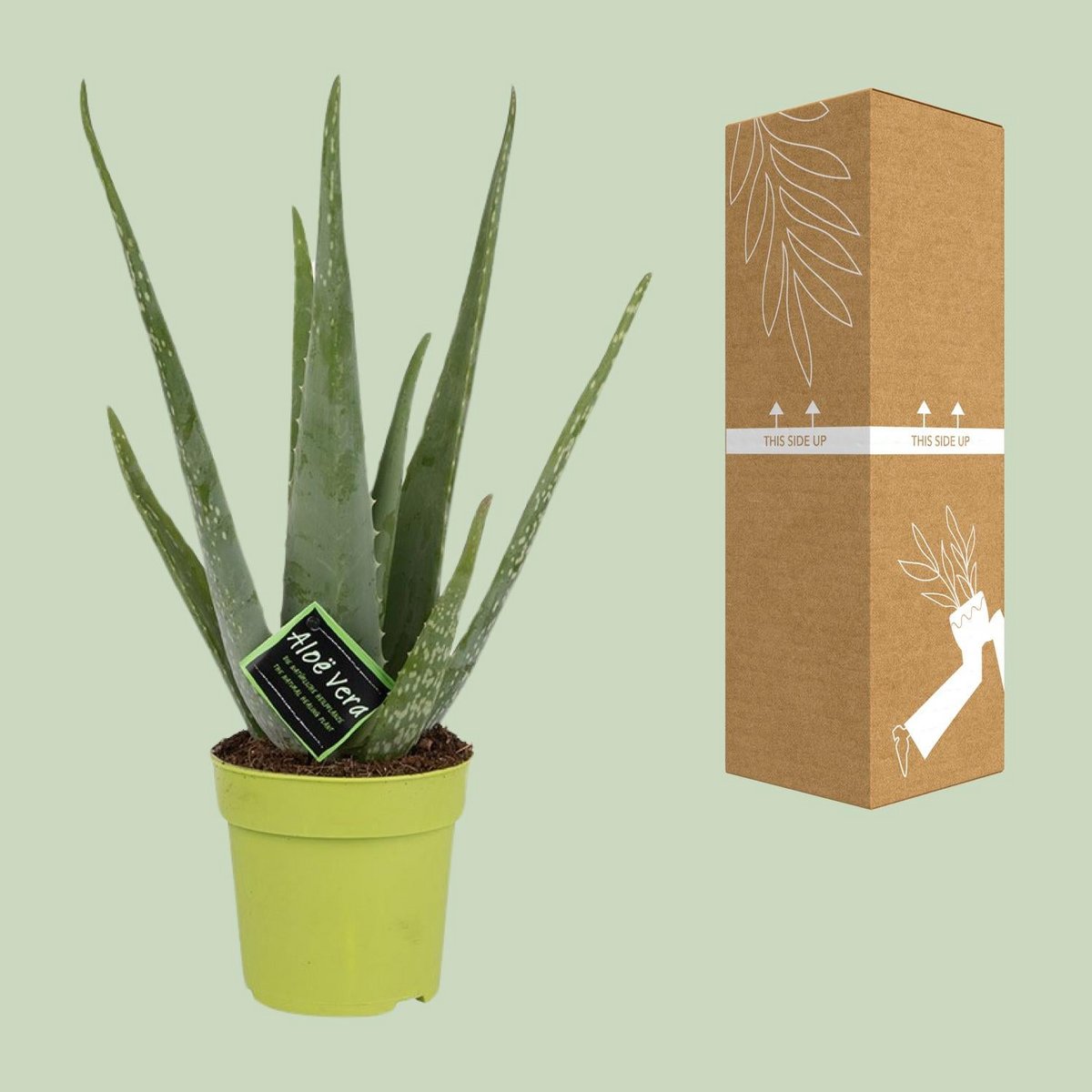 Aloë vera plant 45 cm potmaat Ø12 cm
