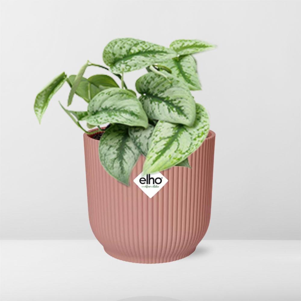 Scindapsus Trebie kamerplant 14 cm roze pot