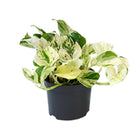 Epipremnum Happy Leaf plant Ø12cm