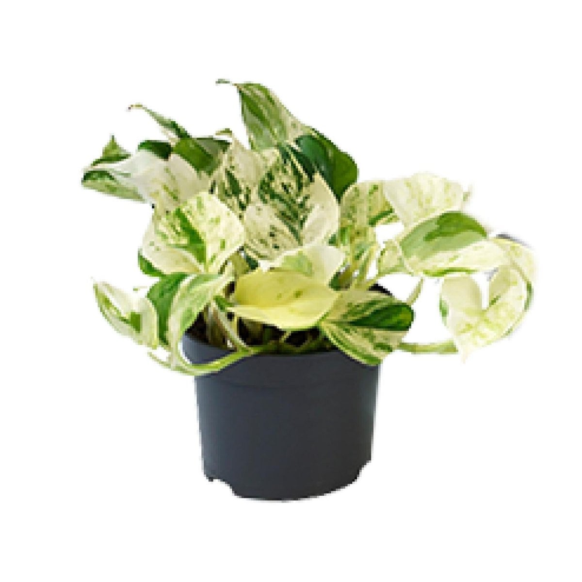 Epipremnum Happy Leaf plant Ø12cm