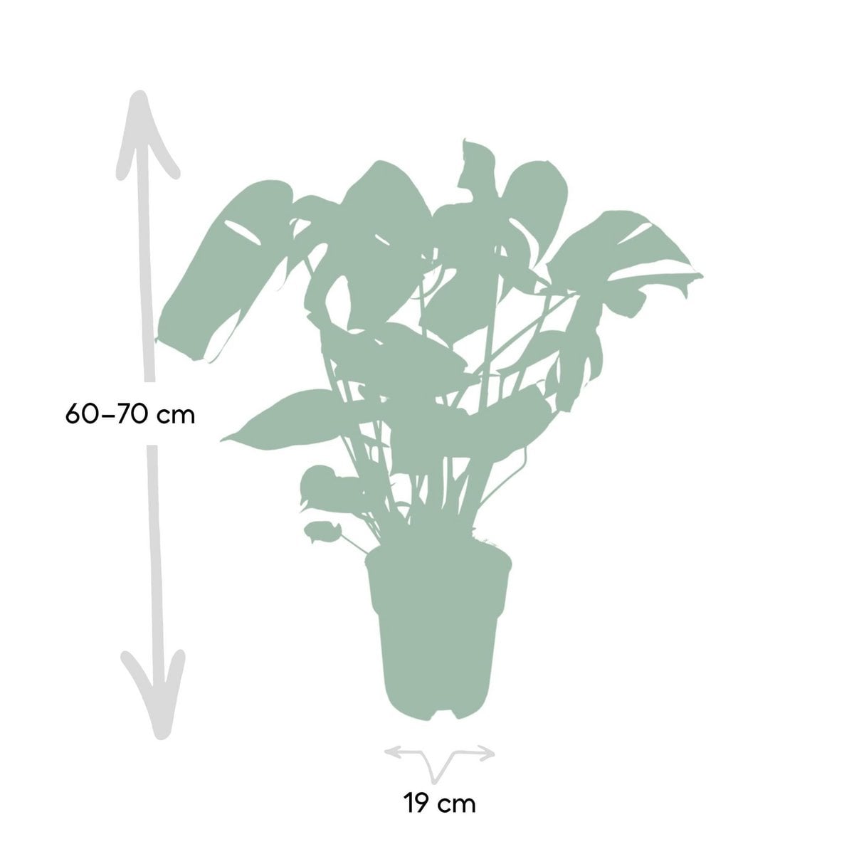 Monstera Deliciosa plant Ø19cm ↕60cm