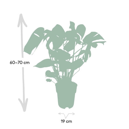Monstera Deliciosa plant Ø19cm ↕60cm