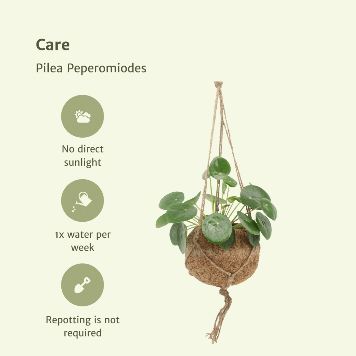 2x cocode palen peperomoden - pannecoen splant - 20 cm - Ø15