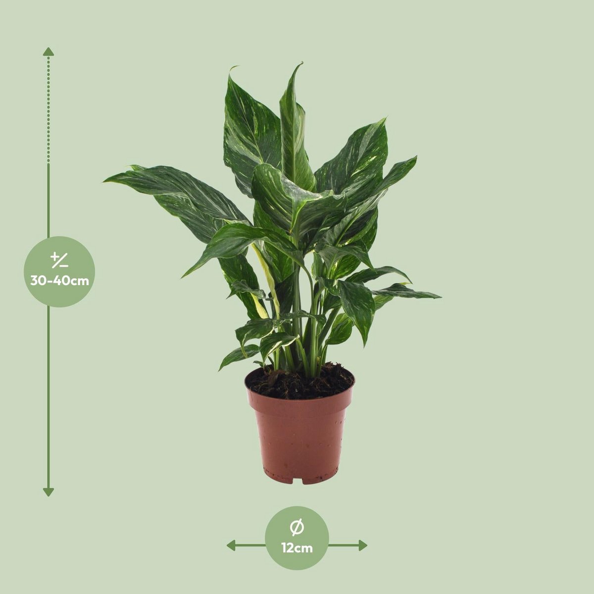 Spathiphyllum diamant - Ø12cm - ↕40cm