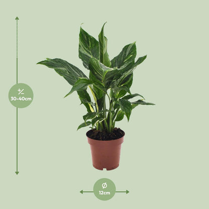 Spathiphyllum diamant - Ø12cm - ↕40cm