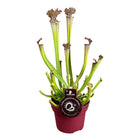 Sarracenia Farnhamii Ø12 cm 40 cm