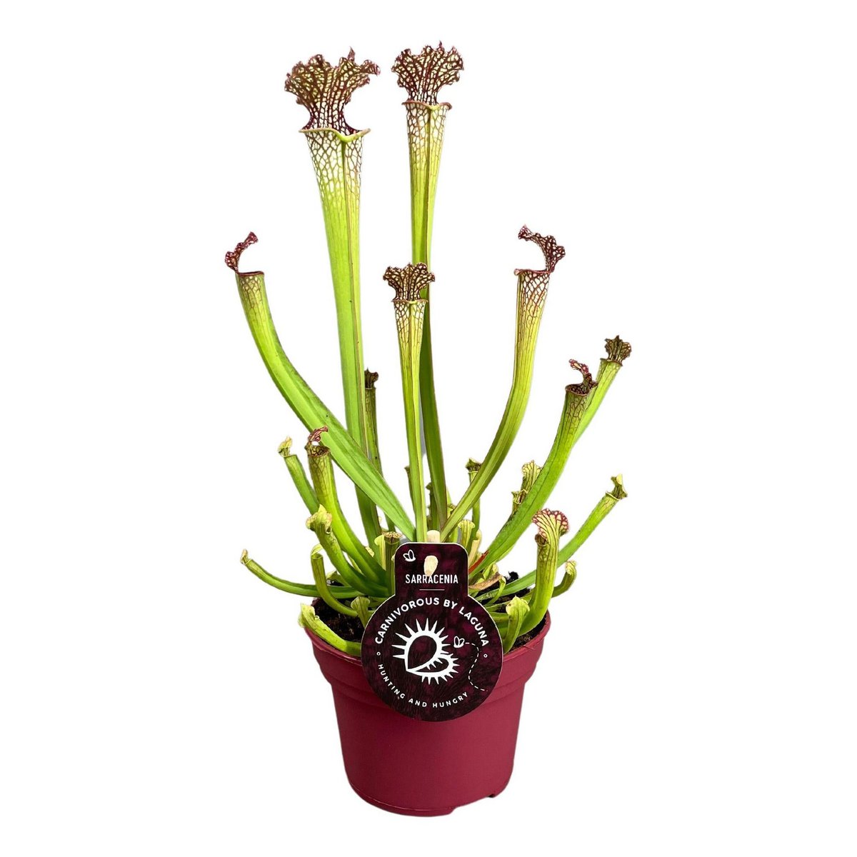 Sarracenia Farnhamii Ø12 cm 40 cm