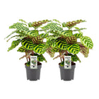 Calathea Makoyana 2 stuks Ø14cm ↕45cm groen